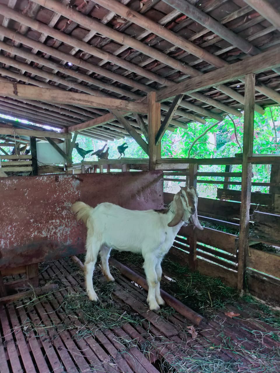 Kambing Jawa