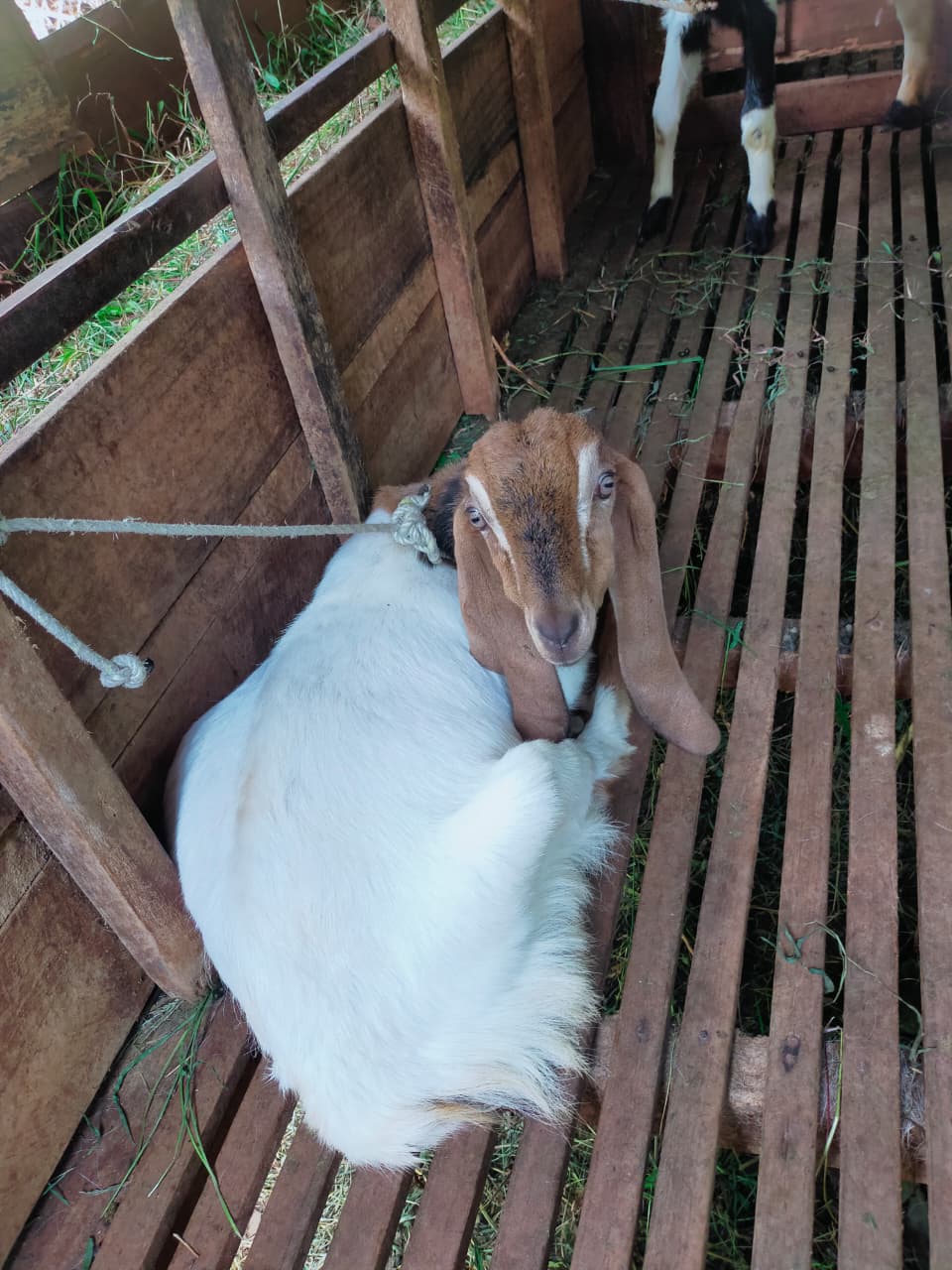Kambing Jawa